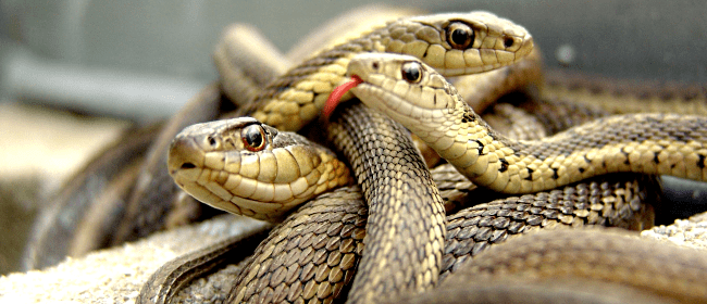 Змеи атакуют Днепр