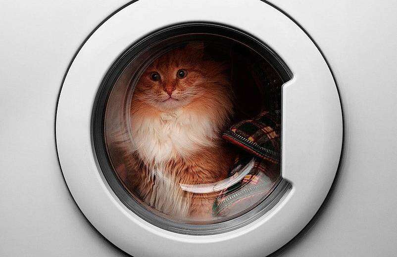 В Днепре кошка выжила после стирки  в стиральной машине: видео