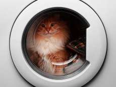 В Днепре кошка выжила после стирки  в стиральной машине: видео