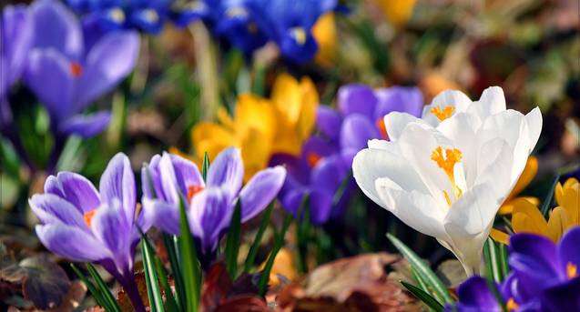 В Днепре сэкономят на Масленице, но потратятся на цветы к 8 марта