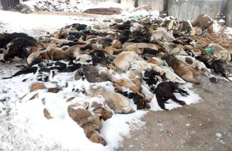 Харьковские живодеры напали на днепровских собак