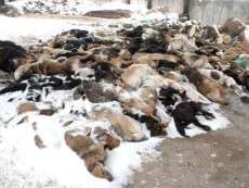 Харьковские живодеры напали на днепровских собак