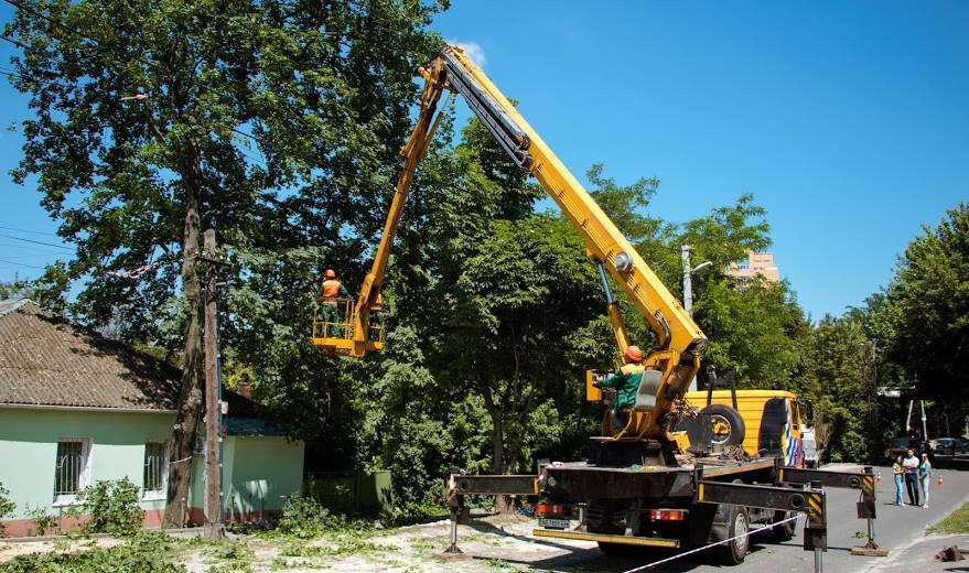 С начала года в Днепре удалили более 2,3 тысячи аварийных деревьев