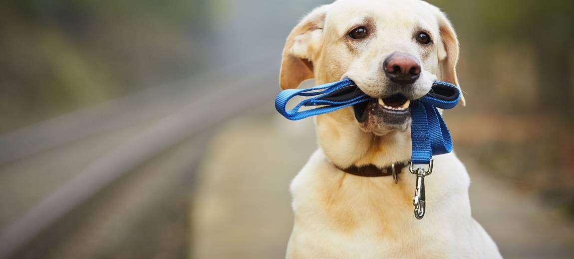 Жители Днепра просят создать площадку для выгула собак