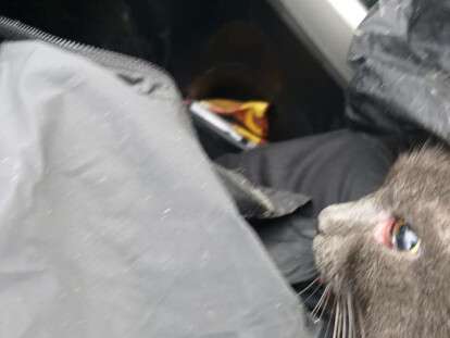 В Днепре пострадавшего от полицейские спасли кота, который от них же и пострадал: фото