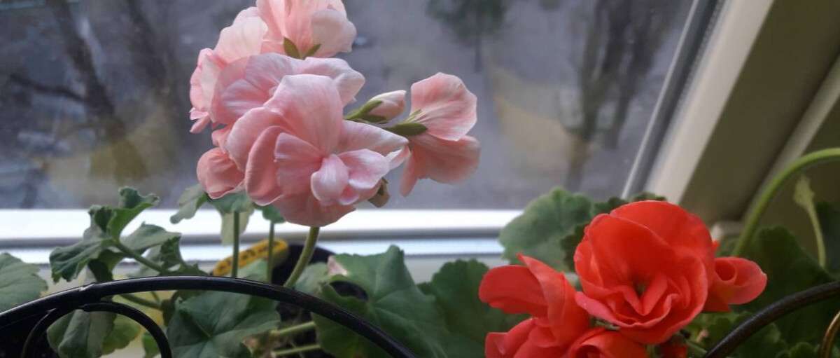 Жительница Днепра превратила балкон в цветочную оранжерею: фото