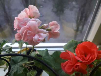 Жительница Днепра превратила балкон в цветочную оранжерею: фото
