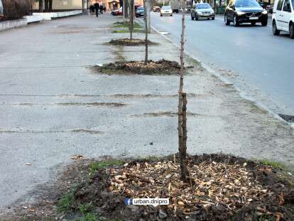 В центре Днепра сажают деревья по новой технологии: фото, подробности