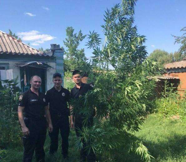 На Днепропетровщине мужчина в огороде вырастил 420 кустов конопли