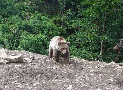 Медведица Ляля из днепровской зоозоны адаптируется на Синевире (ФОТО)