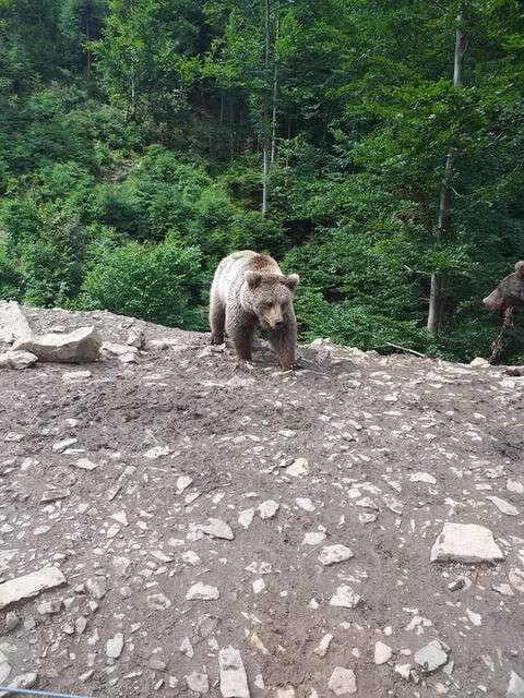 Медведица Ляля из днепровской зоозоны адаптируется на Синевире (ФОТО)