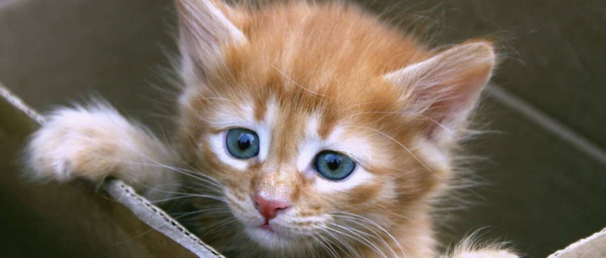 В Днепре просят неравнодушных горожан помочь 23-м выброшенным в посадку котятам (ВИДЕО)