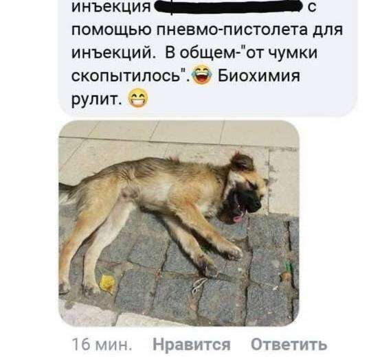 Женщина из Днепра травит бездомных собак и хвастается этим в сети (ВИДЕО)