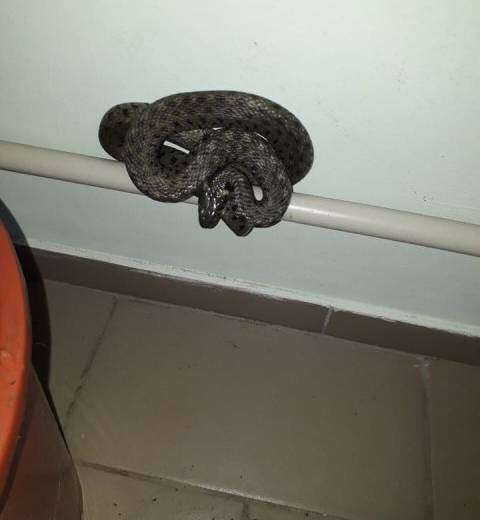 В одной из больниц Днепропетровщины онаружили змею