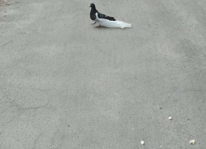 Жители Днепра не знают, как спасти голубей