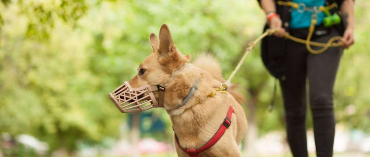 Жители Днепра просят запретить выгул собак без намордников