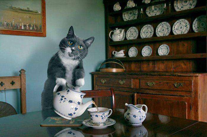 В Днепре можно выпить чай с котом