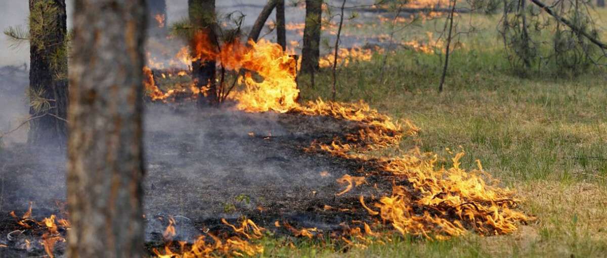 На Дніпропетровщині загорівся хвойний ліс
