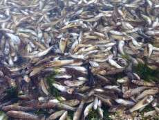 Опасный выброс привел к массовому мору рыбы
