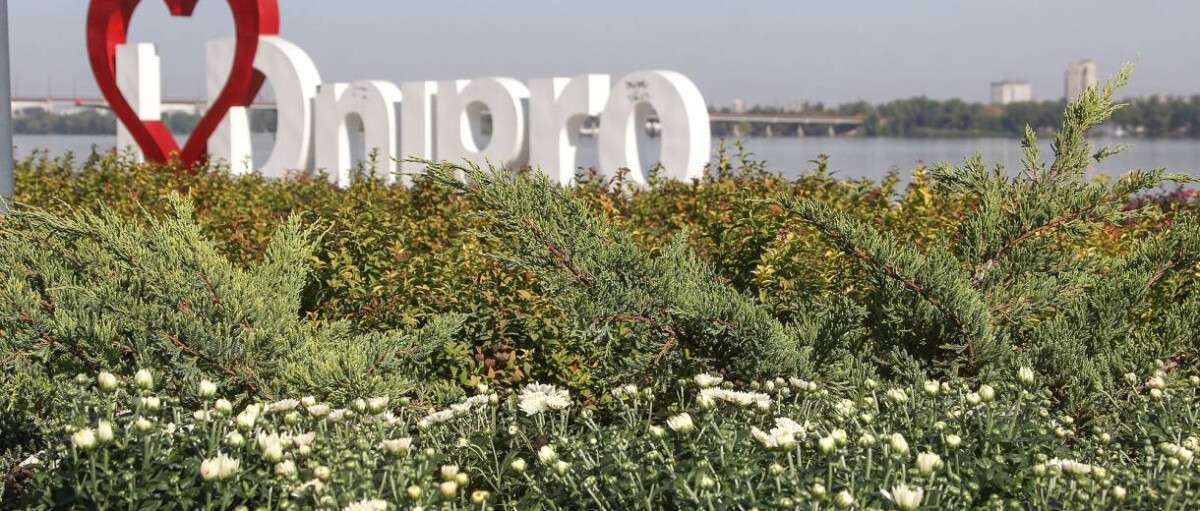Напередодні Дня міста у Дніпрі висадять близько 9,5 тисяч хризантем