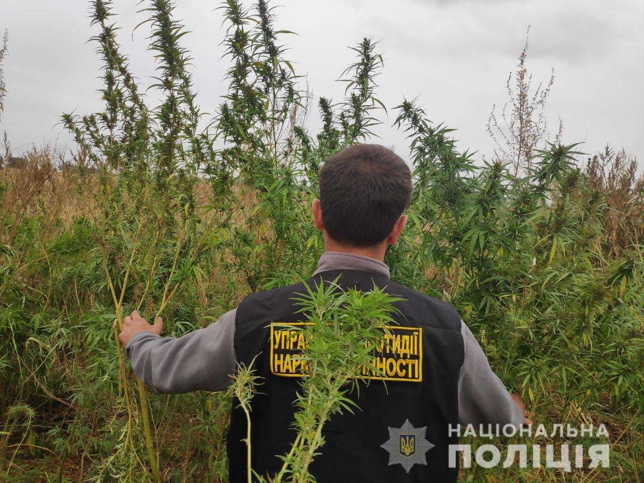 Под Днепром мужчина «похвастался» урожаем конопли (ВИДЕО)