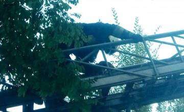 В Днепре кота снимали с дерева при помощи 5 спасателей и 2 машин