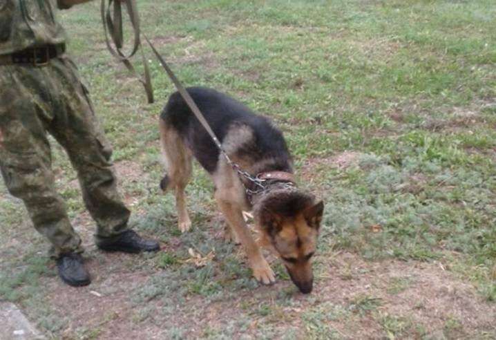 На Дніпропетровщині службовий собака допоміг розшукати зниклу 4-річну дитину