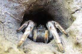 Жители Днепра жалуются на огромных, мохнатых пауков и норы непонятного происхождения