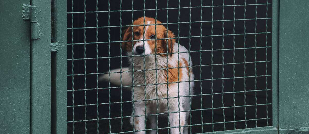 До Дніпра повернули собак, яких вивезли у харківський Центр поводження з тваринами