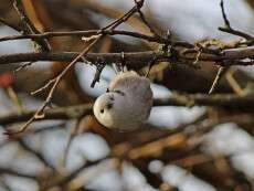 Редкие зимние эмигранты: под Днепром были замечены крохотные птички
