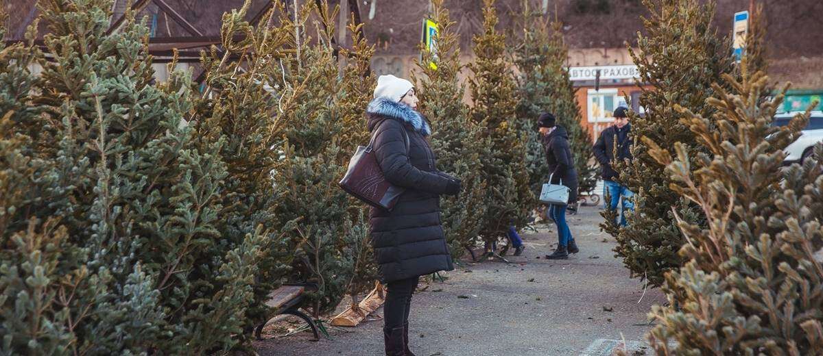 На Днепропетровщине за неделю продали более 10 тысяч ёлок