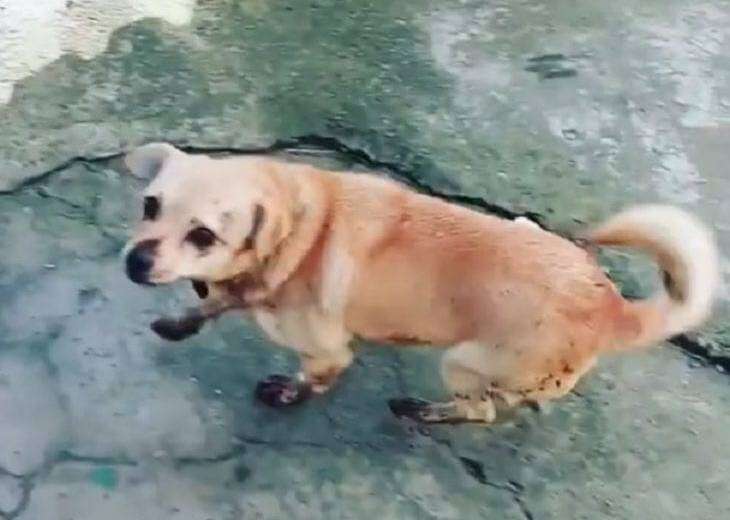 В Днепре спасли собаку, которая упала в уличный туалет