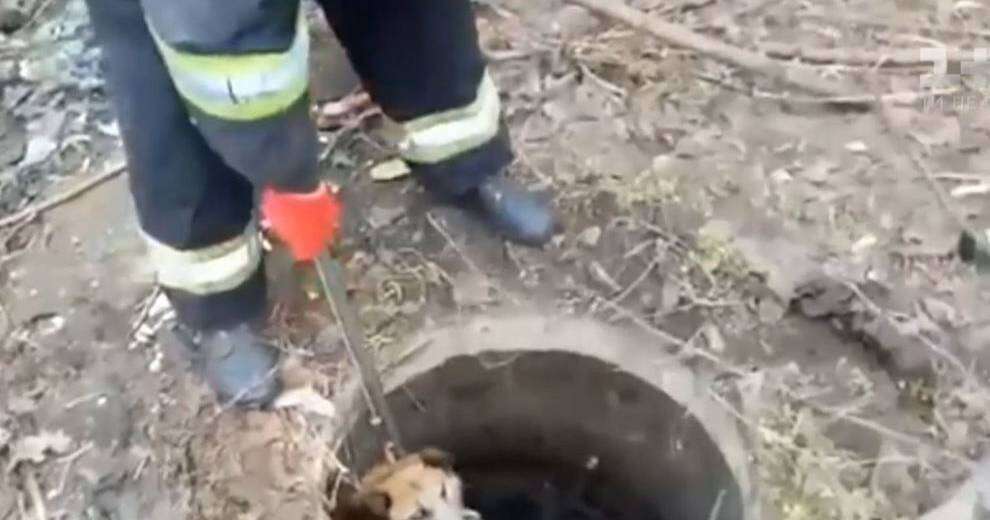 В Днепре спасатели достали собаку из люка 3-метровой глубины