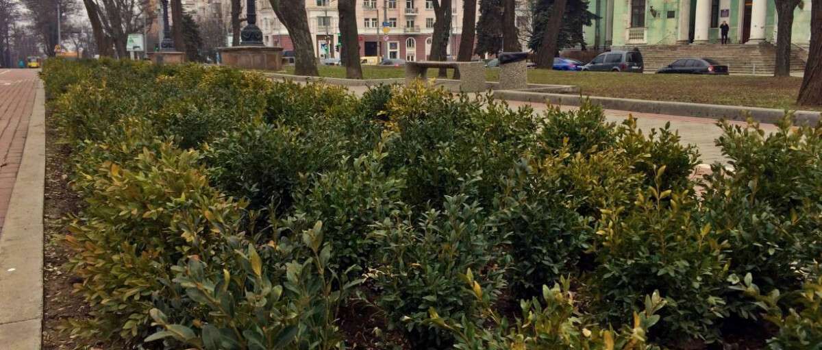 У центрі Дніпра висадили вічнозелені кущі (ФОТО)