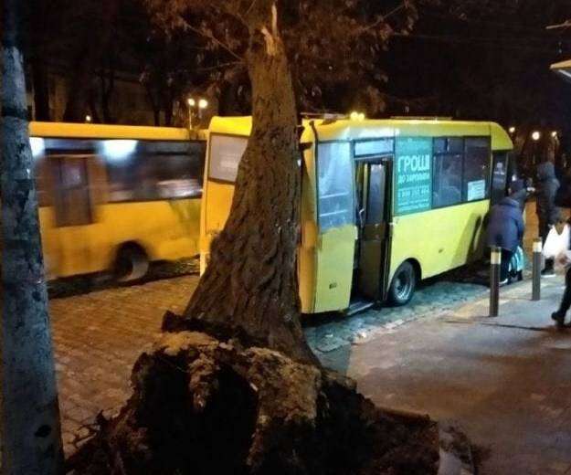 В Днепре огромное дерево упало на автобус с людьми
