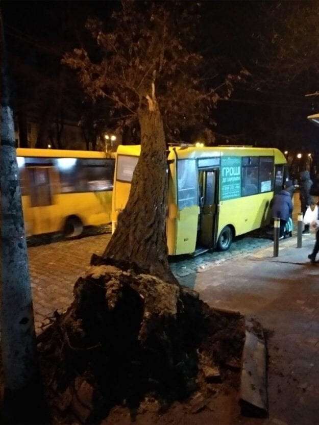 В Днепре огромное дерево упало на автобус с людьми