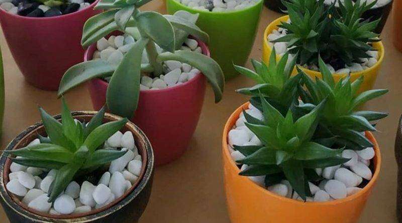 500 декоративних рослин: у Дніпрі відкрили виставку квітів