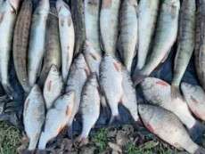 На Днепропетровщине задержали рыбака с незаконным уловом на сумму около 8 тыс. грн