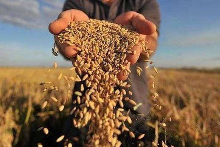 В Украине спрогнозировали значительное падение урожая зерновых — эксперты