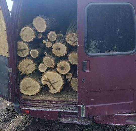 Під Дніпром затримали чоловіків за незаконне випилювання дерев