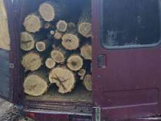 Під Дніпром затримали чоловіків за незаконне випилювання дерев