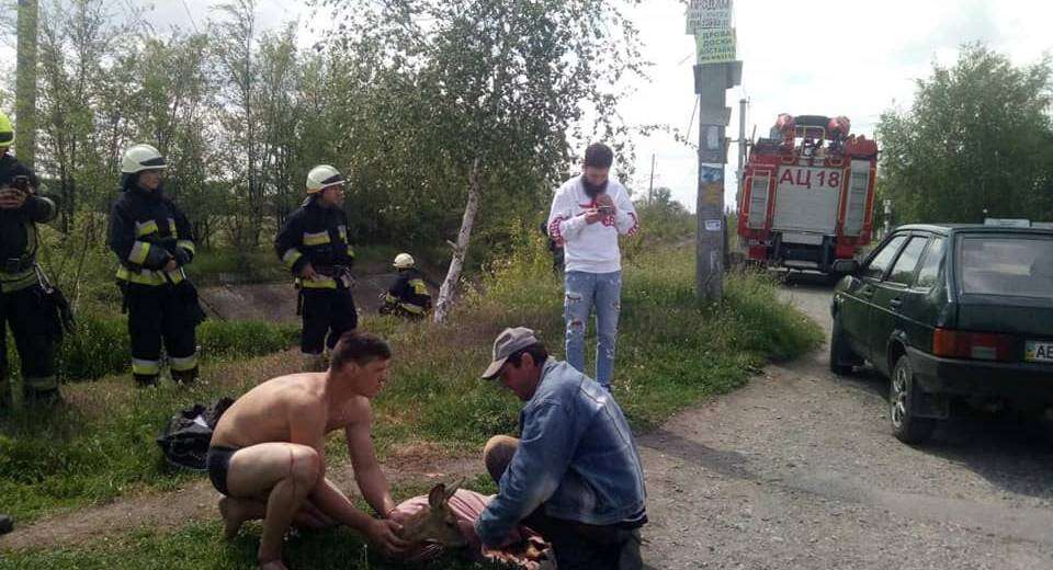 Під Дніпром вогнеборці врятували маленьке оленя (ФОТО)