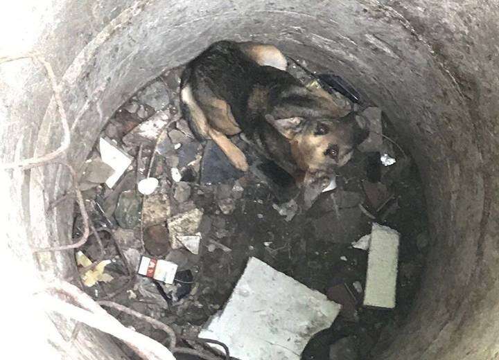 В Днепре на ж/м Тополь собака упала в глубокий люк (ФОТО)