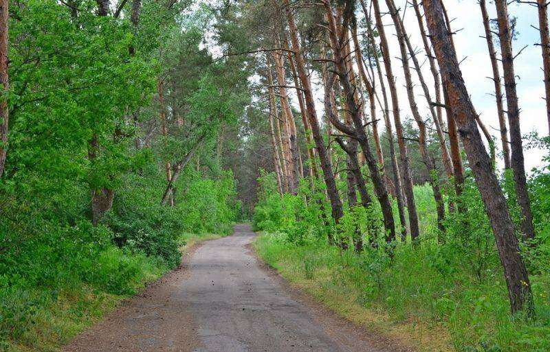 В Днепропетровской области временно запретили посещение лесов