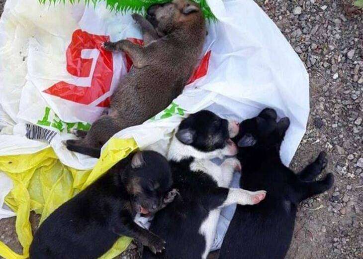 Страшная находка: садисты выбросили живых щенков, завязав их в 2 пакета