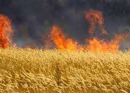 Мужчина подпалил стерню и сжег 45 гектаров пшеницы