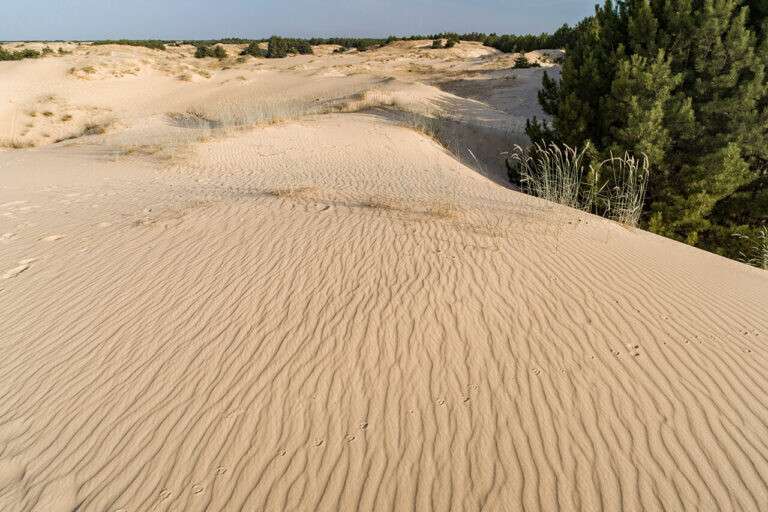 dunes-and-tree-768x512