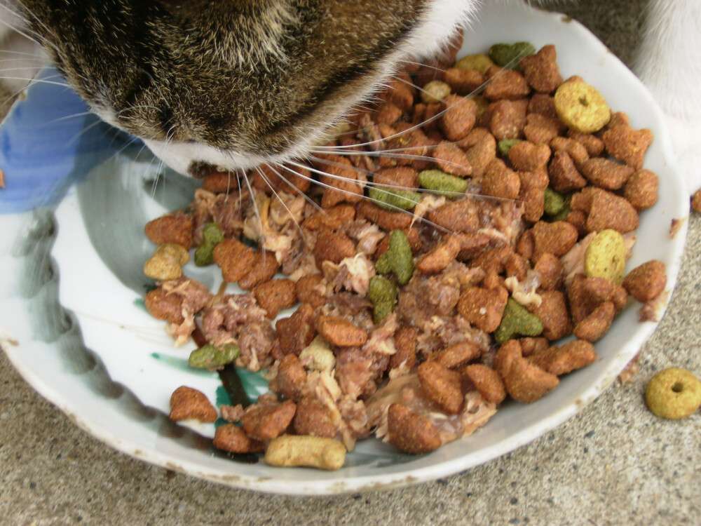 Cat_and_Cat_Foods