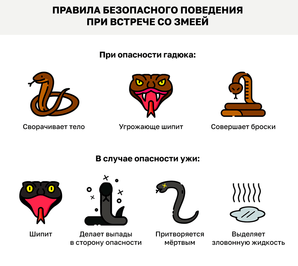 правила безопасности змеи