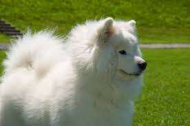 белый пес